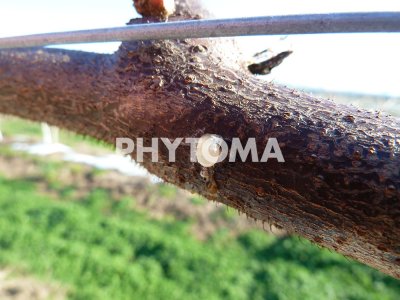 Meloidogyne hapla